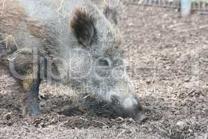 Wildschwein  Wild boar   (Sus scrofa)