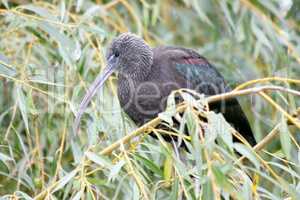 Brauner Sichler   brown glossy ibis   (Plegadis falcinellus)