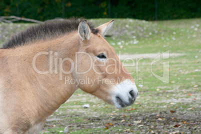 Przewalski-Pferd Przewalski's horse  (Equus ferus przewalskii)