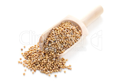 Mustard Seeds