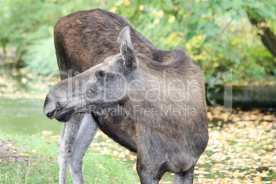 Elch  moose    (Alces alces)
