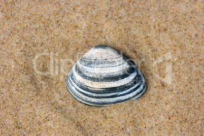 Muschelschale  Seashell