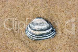 Muschelschale  Seashell