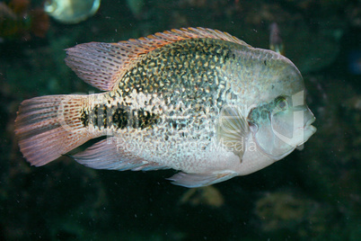 Feuerkopfbuntbarsch fish  (Paratheraps synspilum)