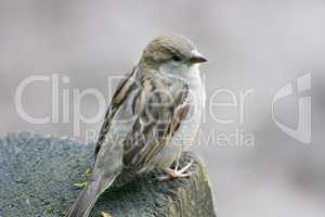 Haussperling house sparrow  (Passer domesticus)