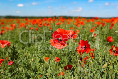 View of poppy filed in summer countryside