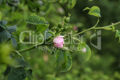 delicate pink rosehip flower on abstract green background