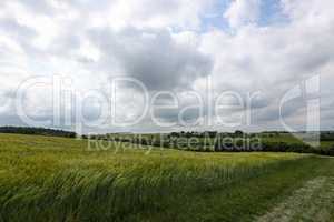 Summer landscape with cereal fields on a cloudy day