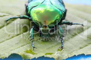 Macro photo of Cetonia aurata on a green leaf