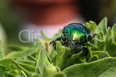 Macro photo of Cetonia aurata on a green leaf