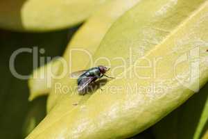 A garden fly is resting on a leaf