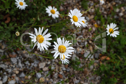 A group of white daisies in the meadow