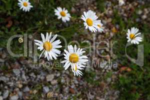 A group of white daisies in the meadow