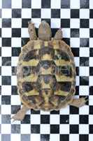 Griechische Landschildkröte  Hermann's tortoise  (Testudo hermanni boettgeri)