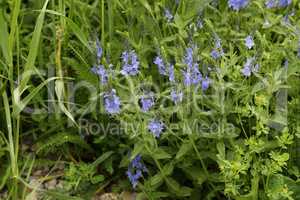 Wildflowers on a blurred green meadow background