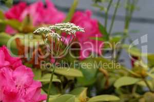 Wildflowers on a blurred red meadow background