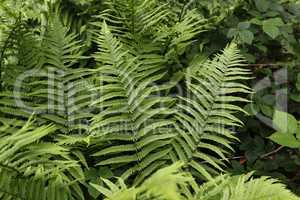 Beautyful ferns leaves green foliage natural floral fern background