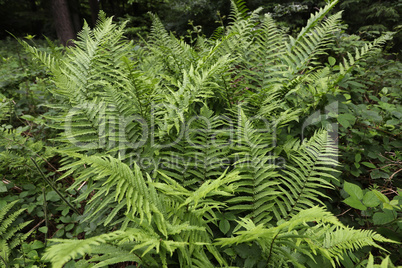 Beautyful ferns leaves green foliage natural floral fern background