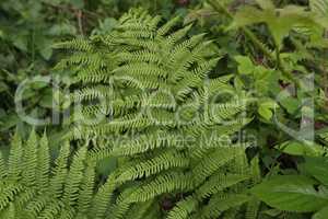 Beautyful ferns leaves green foliage natural floral fern background