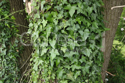 Ivy leaves growing thick on the tree