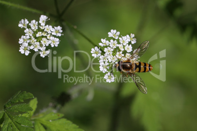 Beautiful Hoverfly on a white flower in the forest