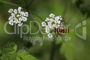 Beautiful Hoverfly on a white flower in the forest