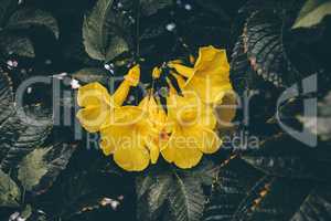 Yellow flowers of the trumpet vine