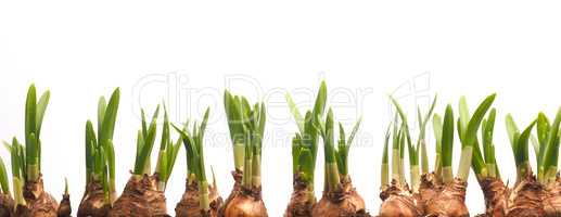 Growing narcissus bulbs in a row in front of white background