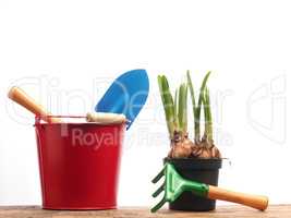 Gardening tools with narcissus bulbs on white