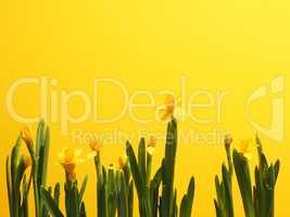Beautiful daffodils against a yellow background