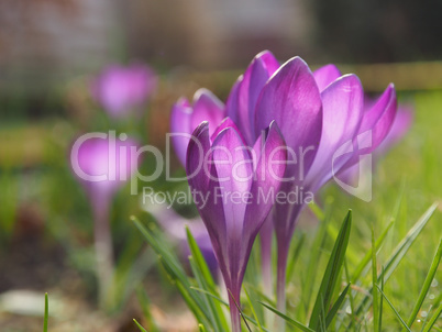 Purple crocus in the city