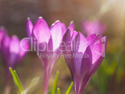 Purple crocus in the city