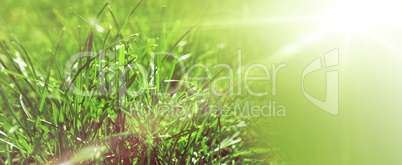 Grass or meadow background, natural header or banner