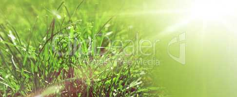 Grass or meadow background, natural header or banner