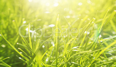 Grass or meadow background, natural header or banner