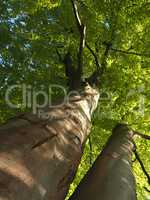 Big old beech tree