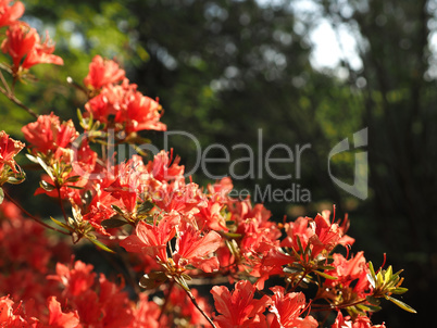 Beautiful red flowers in the morning sunlight