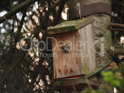 A great tit squeezes into its nesting box