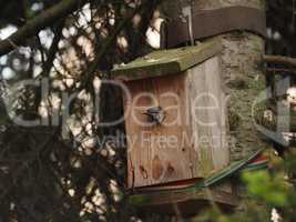 A great tit squeezes into its nesting box
