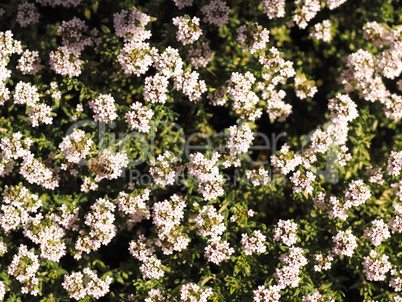 Bees searching for nectar on a thyme bush