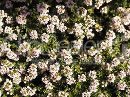 Bees searching for nectar on a thyme bush