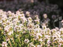 Bees searching for nectar on a thyme bush