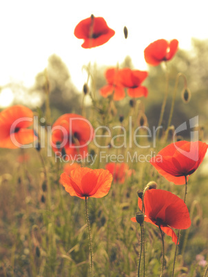 Field with poppies