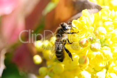 A bee visits a yellow flowering bloom.Eine Biene besucht eine gelbblühende Blüte