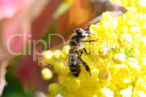 A bee visits a yellow flowering bloom.Eine Biene besucht eine gelbblühende Blüte
