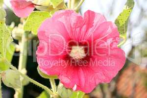 Stockrose rot   hollyhock red  (Alcea rosea)