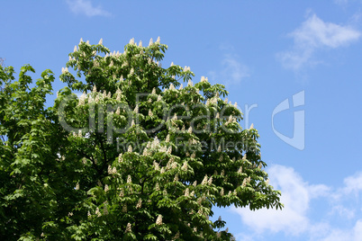Rosskastanie  Horse chestnut  (Aesculus)
