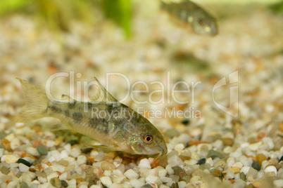 Marmorierter Panzerwels  Marbled catfish  (Corydoras paleatus)