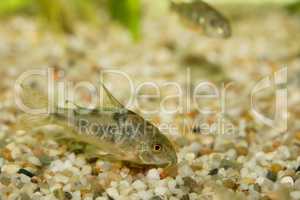 Marmorierter Panzerwels  Marbled catfish  (Corydoras paleatus)