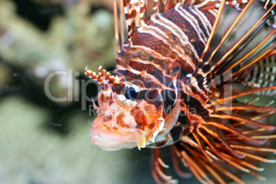 Antennen-Feuerfisch  Antenna fire fish   (Pterois antennata)